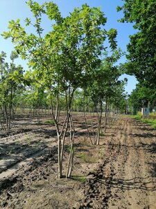 Quercus robur 350-400 cm draadkluit meerstammig