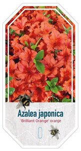 Quercus robur 80-120 cm wortelgoed 3 jarig verplante zaailin