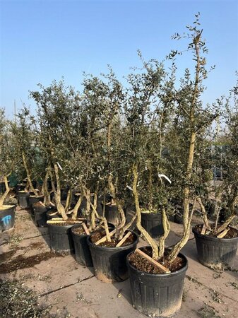 Quercus suber 200-225 cm draadkluit meerstammig