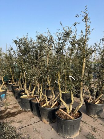 Quercus suber 200-225 cm draadkluit meerstammig