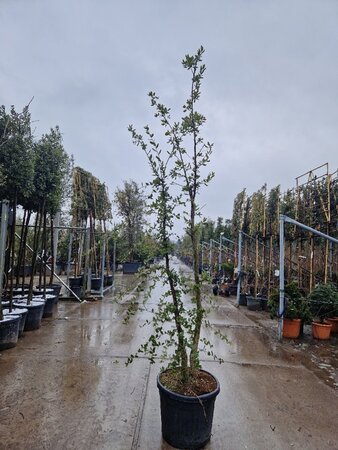 Quercus suber 200-250 cm cont. 70L meerstammig - afbeelding 6