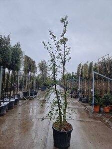Quercus suber 200-250 cm cont. 70L meerstammig - afbeelding 6