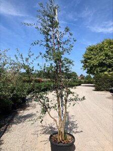 Quercus suber 200-250 cm cont. 70L meerstammig - afbeelding 6