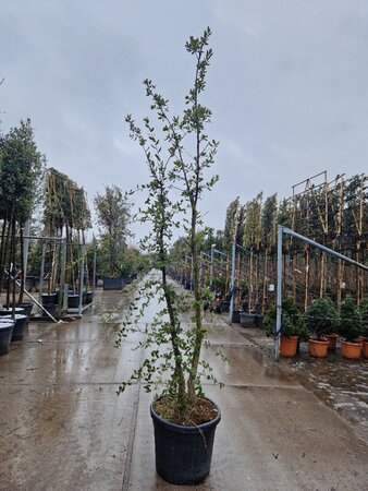 Quercus suber 200-250 cm cont. 70L meerstammig - afbeelding 4