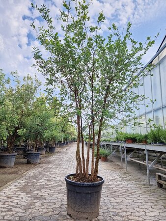 Quercus suber 200-250 cm cont. 70L meerstammig - afbeelding 6