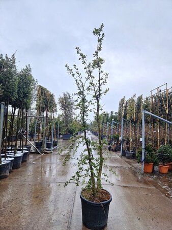 Quercus suber 200-250 cm cont. 70L meerstammig - afbeelding 5