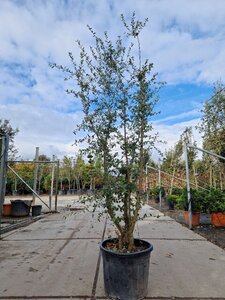 Quercus suber 200-250 cm cont. 70L meerstammig - afbeelding 3