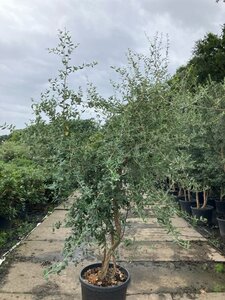 Quercus suber 200-250 cm cont. 70L multi-stem - image 2