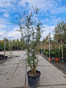 Quercus suber 200-250 cm cont. 70L multi-stem - image 2