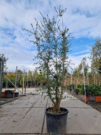 Quercus suber 200-250 cm cont. 70L multi-stem - image 4