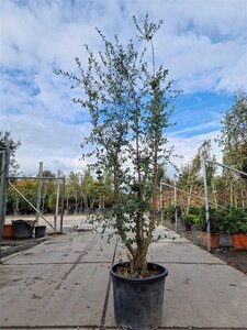 Quercus suber 200-250 cm cont. 70L multi-stem - image 4