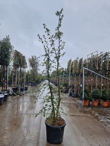 Quercus suber 200-250 cm cont. 70L multi-stem - image 6