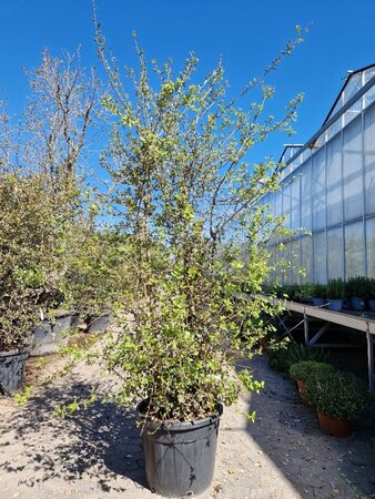 Quercus suber 200-250 cm cont. 70L multi-stem - image 6
