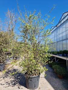 Quercus suber 200-250 cm cont. 70L multi-stem - image 6