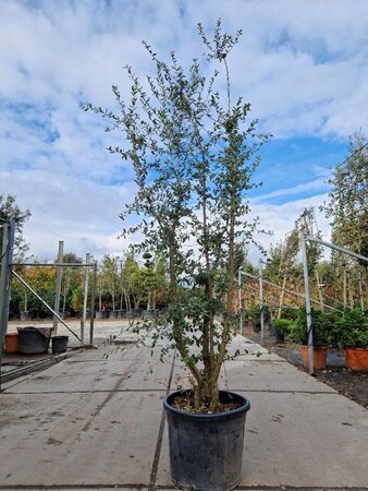 Quercus suber 200-250 cm cont. 70L multi-stem - image 3
