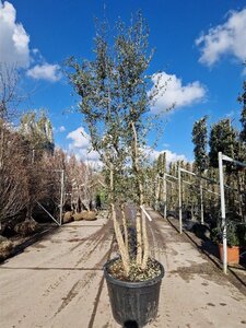 Quercus suber 250-300 cm cont. 130L meerstammig - afbeelding 4
