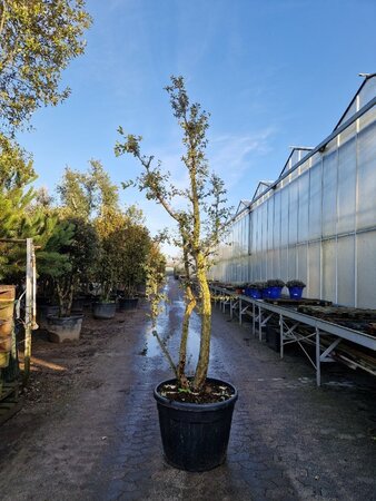 Quercus suber 250-300 cm cont. 130L meerstammig - afbeelding 3