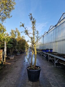 Quercus suber 250-300 cm cont. 130L meerstammig - afbeelding 3