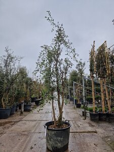 Quercus suber 250-300 cm cont. 130L multi-stem