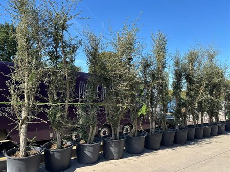 Quercus suber 250-300 cm cont. 130L multi-stem - image 4