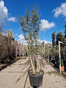 Quercus suber 250-300 cm cont. 130L multi-stem - image 2