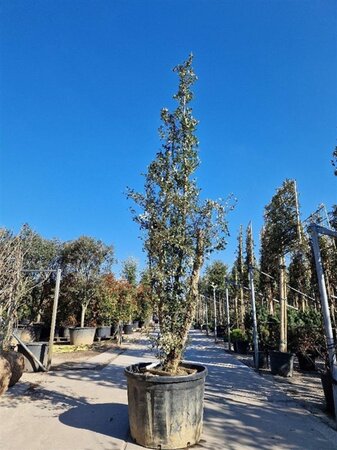 Quercus suber 300-350 cm cont. 230L meerstammig - afbeelding 4
