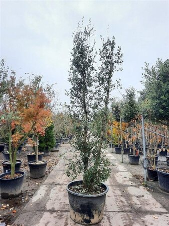 Quercus suber 300-350 cm cont. 230L meerstammig - afbeelding 5