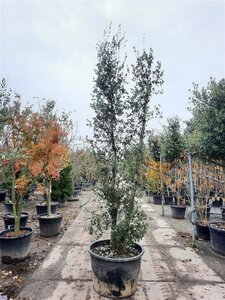 Quercus suber 300-350 cm cont. 230L multi-stem - image 5