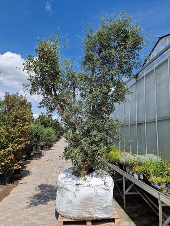 Quercus suber 350-400 cm draadkluit meerstammig