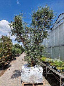 Quercus suber 350-400 cm draadkluit meerstammig