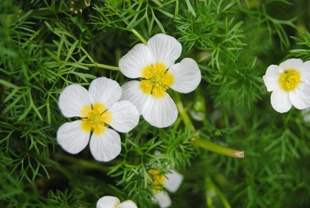 Ranunculus aquatilis geen maat specificatie 0,55L/P9cm