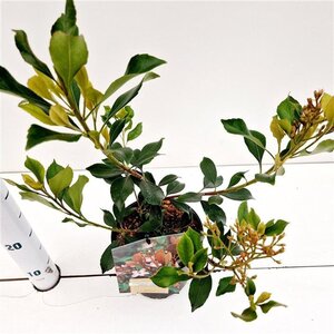 Rhaphiolepis del. 'Coates' Crimson' 20-30 cm cont. 2,0L