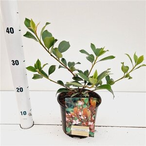 Rhaphiolepis del. 'Coates' Crimson' 20-30 cm cont. 2,0L - afbeelding 2