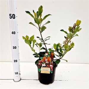 Rhaphiolepis del. 'Coates' Crimson' 20-30 cm cont. 2,0L - afbeelding 3