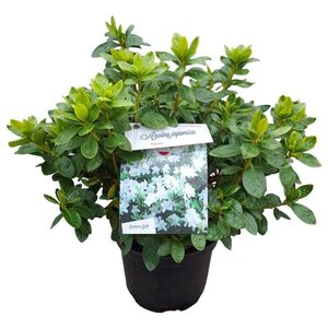 Rhododendron (AJ) 'Adonis' WIT 25-30 cm cont. 4,0L