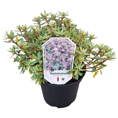 Rhododendron 'Arends Favorit' 25-30 cm cont. 3,0L