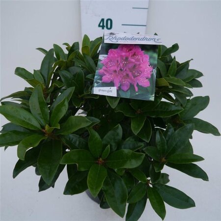 Rhododendron 'Anah Kruschke' PAARS 30-40 cm cont. 5,0L - afbeelding 3