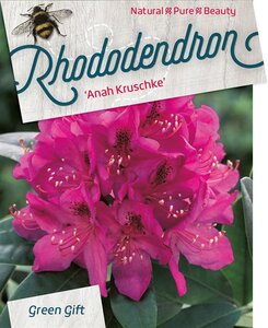 Rhododendron 'Anah Kruschke' PAARS 30-40 cm cont. 5,0L - afbeelding 4