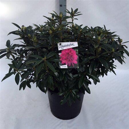Rhododendron 'Anah Kruschke' PAARS 70-80 cm cont. 30L - afbeelding 2
