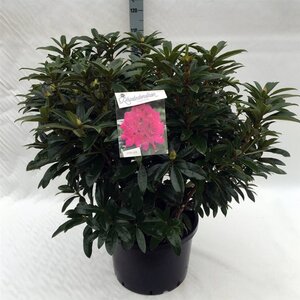 Rhododendron 'Anah Kruschke' PAARS 80-100 cm cont. 40L