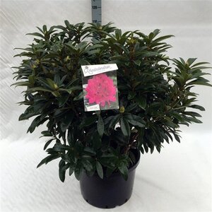 Rhododendron 'Anah Kruschke' PAARS 80-100 cm cont. 40L - image 2