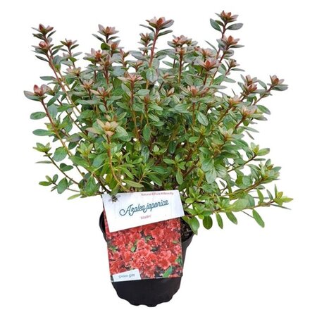 Rhododendron (AJ) 'Aladdin' 20-25 cm cont. 2,0L