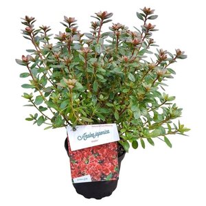 Rhododendron (AJ) 'Aladdin' 20-25 cm cont. 2,0L