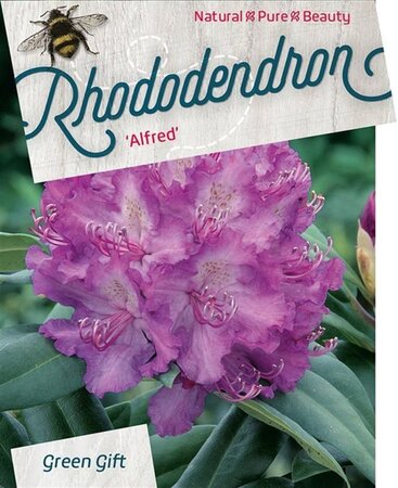 Rhododendron 'Alfred' 40-50 cm cont. 10L - afbeelding 1