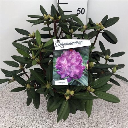 Rhododendron 'Alfred' 40-50 cm cont. 10L - afbeelding 2
