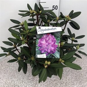 Rhododendron 'Alfred' 40-50 cm cont. 10L - afbeelding 2