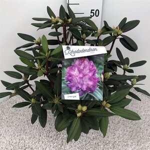 Rhododendron 'Alfred' 40-50 cm cont. 10L