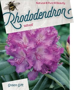 Rhododendron 'Alfred' 50-60 cm cont. 20L - afbeelding 2
