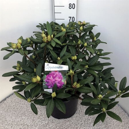 Rhododendron 'Alfred' 50-60 cm cont. 20L - afbeelding 1