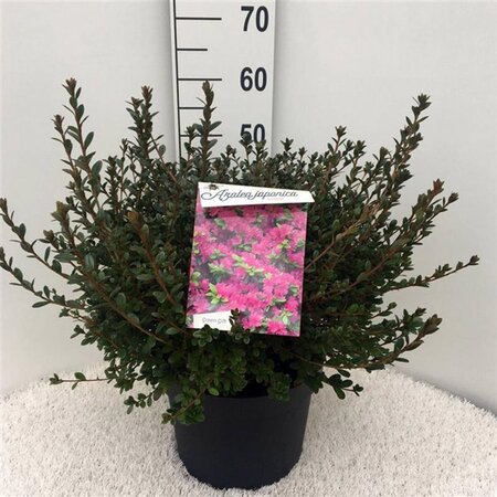 Rhododendron (AJ) 'Amoena' BLAUW 40-50 cm cont. 10L - afbeelding 3